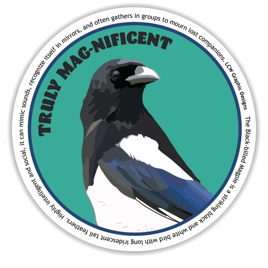 Black Billed Magpie Sticker