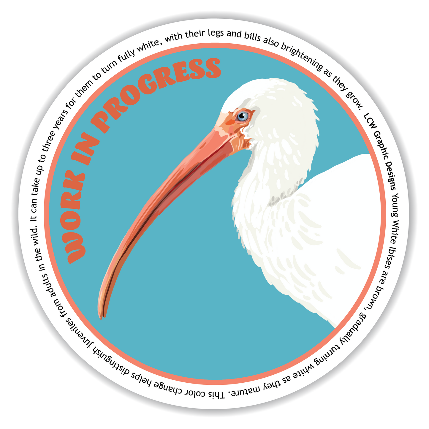 White Ibis