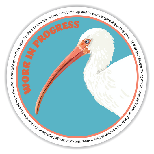 White Ibis